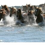 Chincoteague Ponies now official State Pony