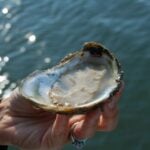 Featured image for “Oyster restoration in bay effort reaches major milestone”