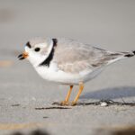 DWR reminds Barrier Island visitors to follow the rules regarding the protection of piping plovers
