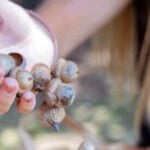 Featured image for “Virginia Department of Forestry seeks acorn and nut donations”
