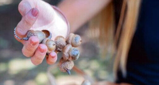 Acorns