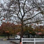 Featured image for “Cool things happening for Halloween on the Shore”